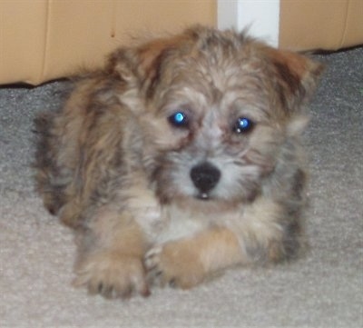 (Havanese / Cairn Terrier mix).