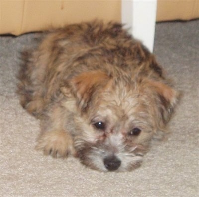 Ditka the Cairnese puppy laying down under a white table and looking sleepy