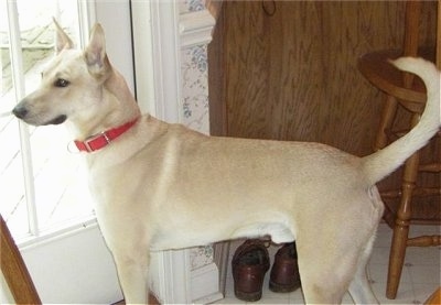 Marlowe the Carolina Dog is standing at a back door and looking out of it next to a wooden cabinet, chair and a pair of brown shoes