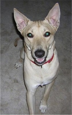 Marlowe the Carolina Dog is wearing a red collar and sitting on a rug with its mouth open