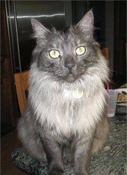 Dusty as a full grown cat. Dusty is sitting on the corner of a table and looking at the camera holder. There is a Cup of Milk and a plate of breakfast behind him.