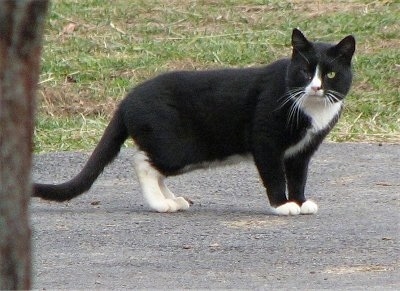 cat on farm