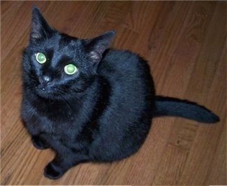 Shadow Kitty the cat is laying on a hardwood floor and looking up