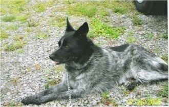 Jessie the Cattle Collie Dog is laying on a stone driveway with a car in the background