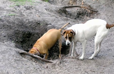 Baby J the Pit Bull mix is digging a big whole and another dog is walking away 