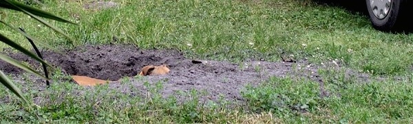 Baby J the Pit Bull mix is standing in a deep hole that she dug that is as deep as she is tall.