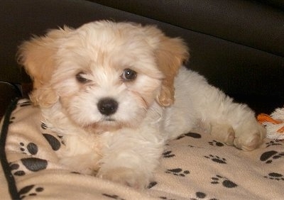 Charley the Cav-A-Malt Puppy laying on a paw print dog bed and leaning against a couch