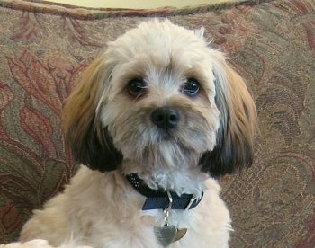 Daisy the Cavachon is sitting on a couch and looking at the camera