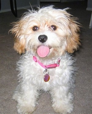 Francesca the Cavachon puppy wearing a pink collar sitting on a tan carpeted floor with its mouth open and tongue out