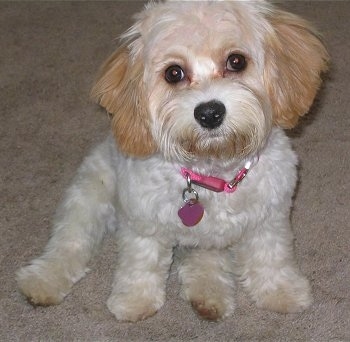 Francesca the Cavachon puppy sitting on a carpeted floor