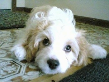 Close Up - Maggie the Cavachon puppy is laying on a tiled floor next to a throw rug and looking at the camera holder