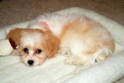 Chloe the Cavachon Puppy laying on a dog bed with a plush toy next to her