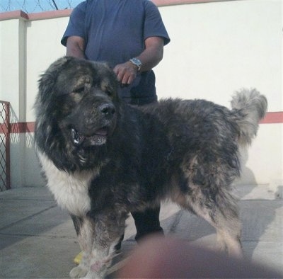 Adult Caucasian Ovtcharka weigh 92kg.  Breeder T.A Yagodikna  Russia 