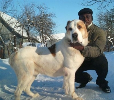Dagar, the Central Asian Ovtcharka at 15 months old and weighing about 173lbs (79Kg).