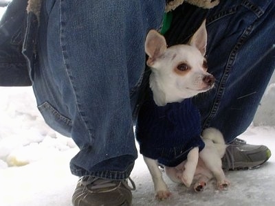Aidan the Chihuahua is wearing a blue sweater outside in the snow and sitting  with one paw in the air in front of a crouching person