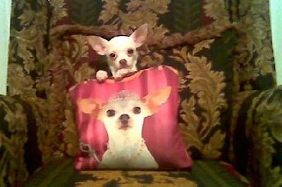Belle the Chihuahua sitting on a recliner with her front paws on a pillow that has Belle's face with a tiara and scepter on it