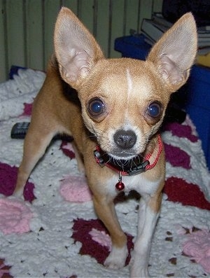 Moose the tan and white Chihuahua is standing on a crocheted blanket with crocheted flowers on it. 