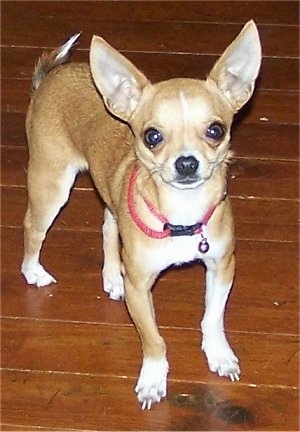 Moose the Chihuahua is standing on a hardwood floor and looking at the camera holder