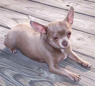 Nolie the Chihuahua laying outside on a wooden deck