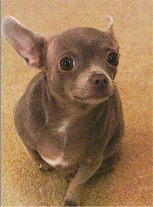 Nolie the Chihuahua sitting on carpet with its ears back and looking at the camera holder