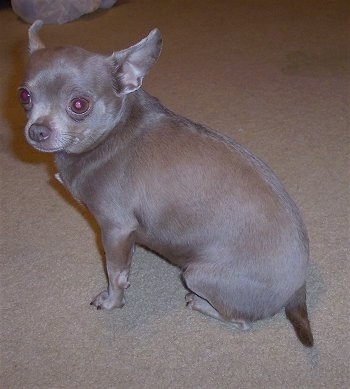 Nolie the Chihuahua sitting on a carpet and looking towards the camera holder. You can see a window reflection in Nolies eye