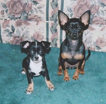 Molly and Tucker the Chihuahuas are sitting on a green rug in front of a couch with a floral print