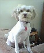 Front view - A shaved white Chi-Poo is sitting on the back of a chair and it is looking forward.