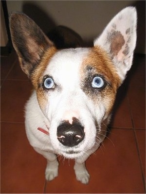 Close Up - Russell the Cojack with blue eyes looking up at the camera holder and sitting on a tiled floor