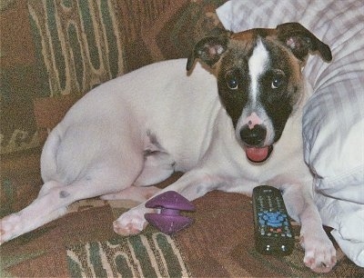 Toby the Cojack is up on a couch laying against a white pillow with a TV remote and a purple yo-yo toy in front of him looking happy with his mouth open and tongue out