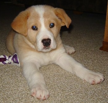 Reba the tan and white Corgidor puppy is sitting on a carpet and there is a purple and white rope toy next to her