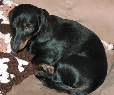miniature black and tan dachshund. Ty, the lack and tan