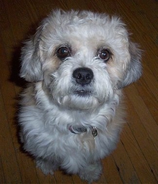 Close Up - Buddy the Dandie Dinmont Terrier is sitting on a hardwood floor and looking up