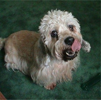 Longfellow the Dandie Dinmont Terrier is sitting on a green carpet with a toy in front of him as he licks his nose