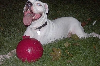 Close Up - taylor the Dogo is laying behind a red ball and looking up. His mouth is open and his tongue is out