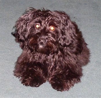 Myah the long-haired drop-eared wavy brown Doxie-Chon puppy is laying on a carpet