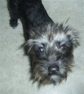 Moeglee the gray and black Doxiepoo puppy is standing on a carpet and looking up