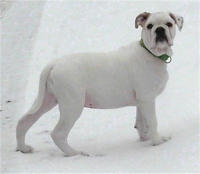 Dub the EngAm Bulldog is standing outside in snow and looking forward. He is all white with tan on his ears.