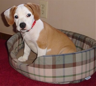 Otis the tan with white Eng/Am Bulldog puppy is sitting in a brown and green plaid dog bed that is on top of a red capret and looking forward