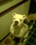 Kojak the white EngAm Bulldog is sitting in a roomm on a green tiled floor. There is a smaller dog behind it