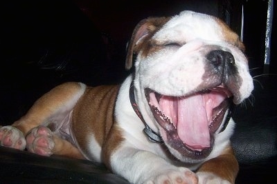 Close Up - Spicey MacHaggis the English Bulldog puppy yawning and laying on a black leather couch