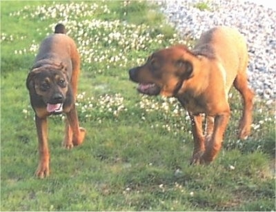 Jazzy the black and tan and Napoleon the tan and black English Mastweiler puppies are running through grass with white stone behind them.