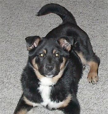 Campbell the black with tan and white Euro Mountain Sheparnese puppy is laying on a tan carpet and looking up