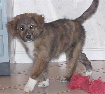 Sophie the brown brindle and white Euro Mountain Sheparnese puppy is standing on a tiled floor. There is a red rope toy next to it