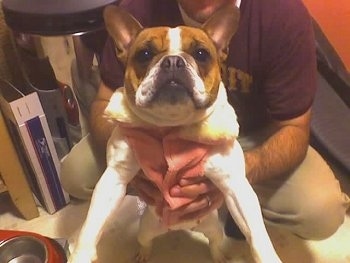 Close Up - Gertrude the tan and white Free-Lance Bulldog is standing on its hind legs. A person behind it is holding it up.