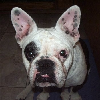 Close up - Tug the white with black ticked Free-Lance Bulldog is sitting on a white tiled floor and looking up