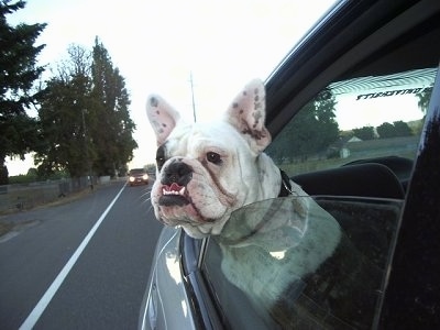 Tug the Free Lance Bulldog at 2 years old, weighing 55 pounds, on his    free lance bulldog