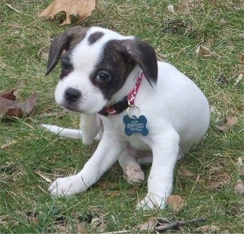 A small white with black brindle Frengle is sitting outside scratching behind its head