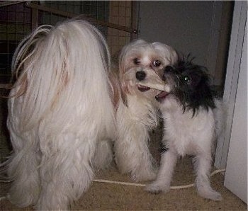 A tan with white Papastzu has the end of a bone in its mouth. Next to it is a black with white Terrier/Pekingese mix who has the other end of the bone in its mouth