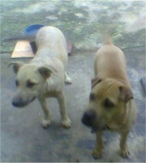 A tan Labrador/German Shepherd mix is standing on a porch next to a brown Shar-Pei/Boerboel mix with food bowls on the ground behind them.