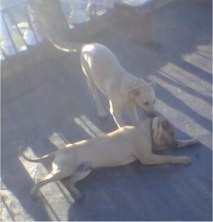 A tan Labrador/German Shepherd mix is standing behind a brown Shar-Pei/Boerboel mix that is laying on its left side on a porch